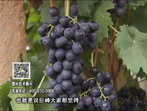 20170501珠江臺搖錢樹：葡萄用微補方案，品質高，賣價好