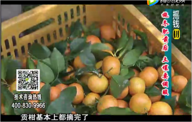 20180101珠江臺搖錢樹：柑橘土壤酸化怎么辦？